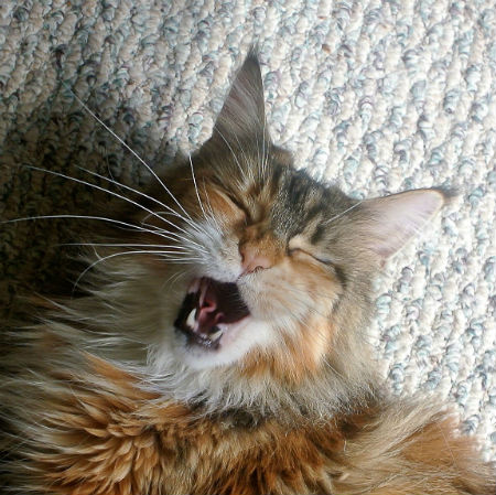 Maine Coon Cat Yawn.jpg